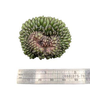 Crested Gymnocalycium Inermis, thornless cactus, Spineless cactus, Live Cactus plant, live cactus, gymnocalycium plant
