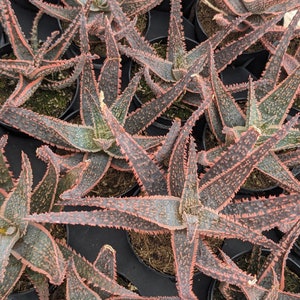 Aloe hybrid purple haze, rare aloe plant, rare succulent, rare plant, Succulent, house plant