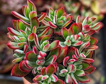 6" Echeveria red velvet, echeveria pulvinata,ruby slippers echeveria,velvety succulent,ruby succulent echeveria Succulent