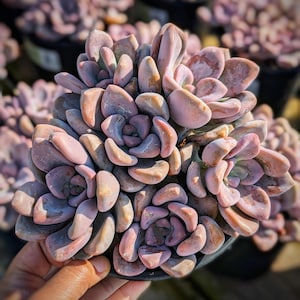 Graptopetalum Murasaki succulent plant