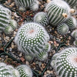 Silver Ball Cluster Cactus, Parodia Scopa,Live Cactus Plant,Succulent,Indoor Plant,House Plant image 4