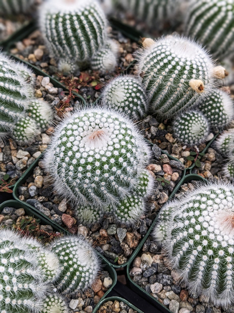 Silver Ball Cluster Cactus, Parodia Scopa,Live Cactus Plant,Succulent,Indoor Plant,House Plant image 4