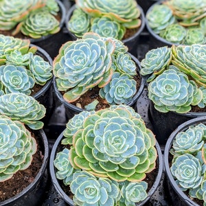 Echeveria Imbricata Blue Rose, Fairy Garden Plant, Live Succulent  Plant,house Plants, Succulents - Etsy