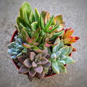 Succulent Combo plants, bright succulent, live succulent plant, diy arrangement, small succulents pack