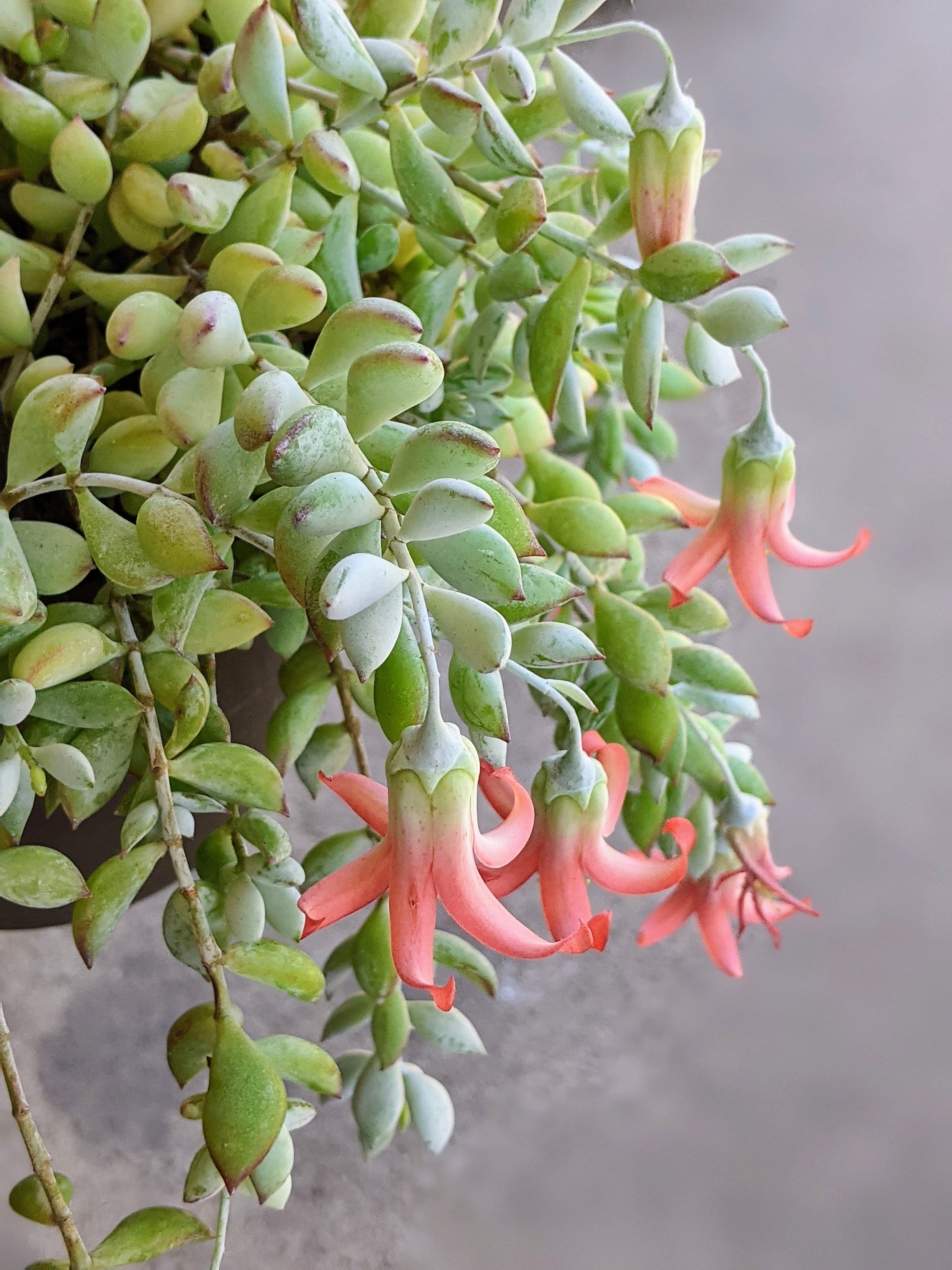 15+ Cotyledon In Plants
