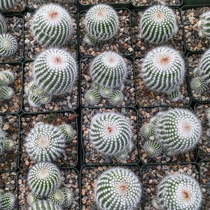 Silver Ball Cluster Cactus, Parodia Scopa,Live Cactus Plant,Succulent,Indoor Plant,House Plant image 5