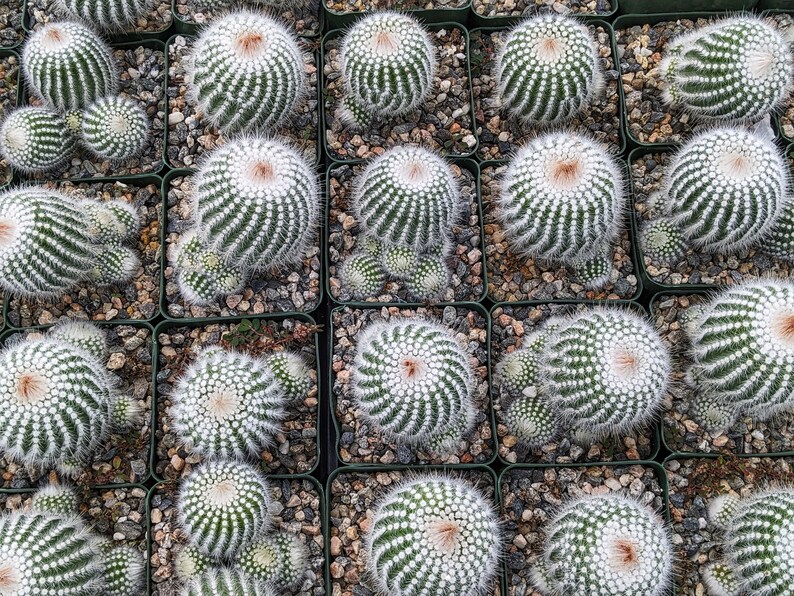 Silver Ball Cluster Cactus, Parodia Scopa,Live Cactus Plant,Succulent,Indoor Plant,House Plant image 5