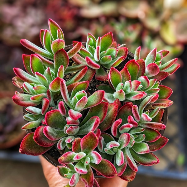 Echeveria red velvet, echeveria pulvinata,ruby slippers echeveria,velvety succulent, live plant, succulent plants