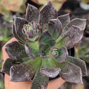 Echeveria Dark Moon, 4&quot; , Live Plant,succulents,live succulent,house plant