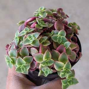 Crassula Pellucida variegata calico kitten, variegated plant, live plant, thank you gift, client gift, birthday gift, real succulent