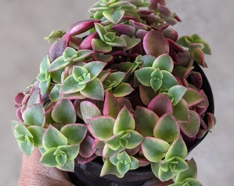 Crassula Pellucida variegata calico kitten, variegated plant, live plant, thank you gift, client gift, birthday gift, real succulent