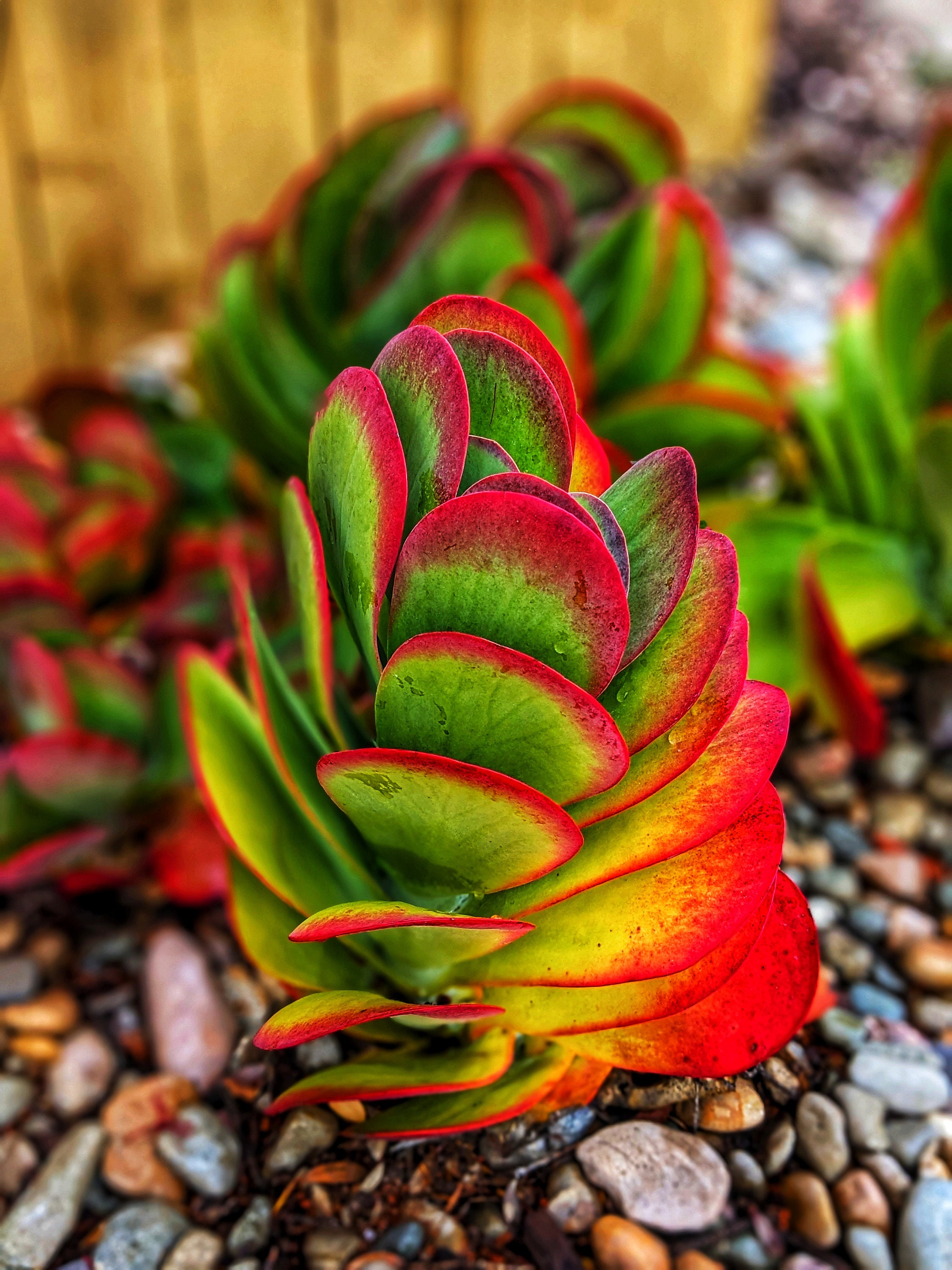 Flapjacks Succulent: Kalanchoe Luciae Paddle Plant - Etsy