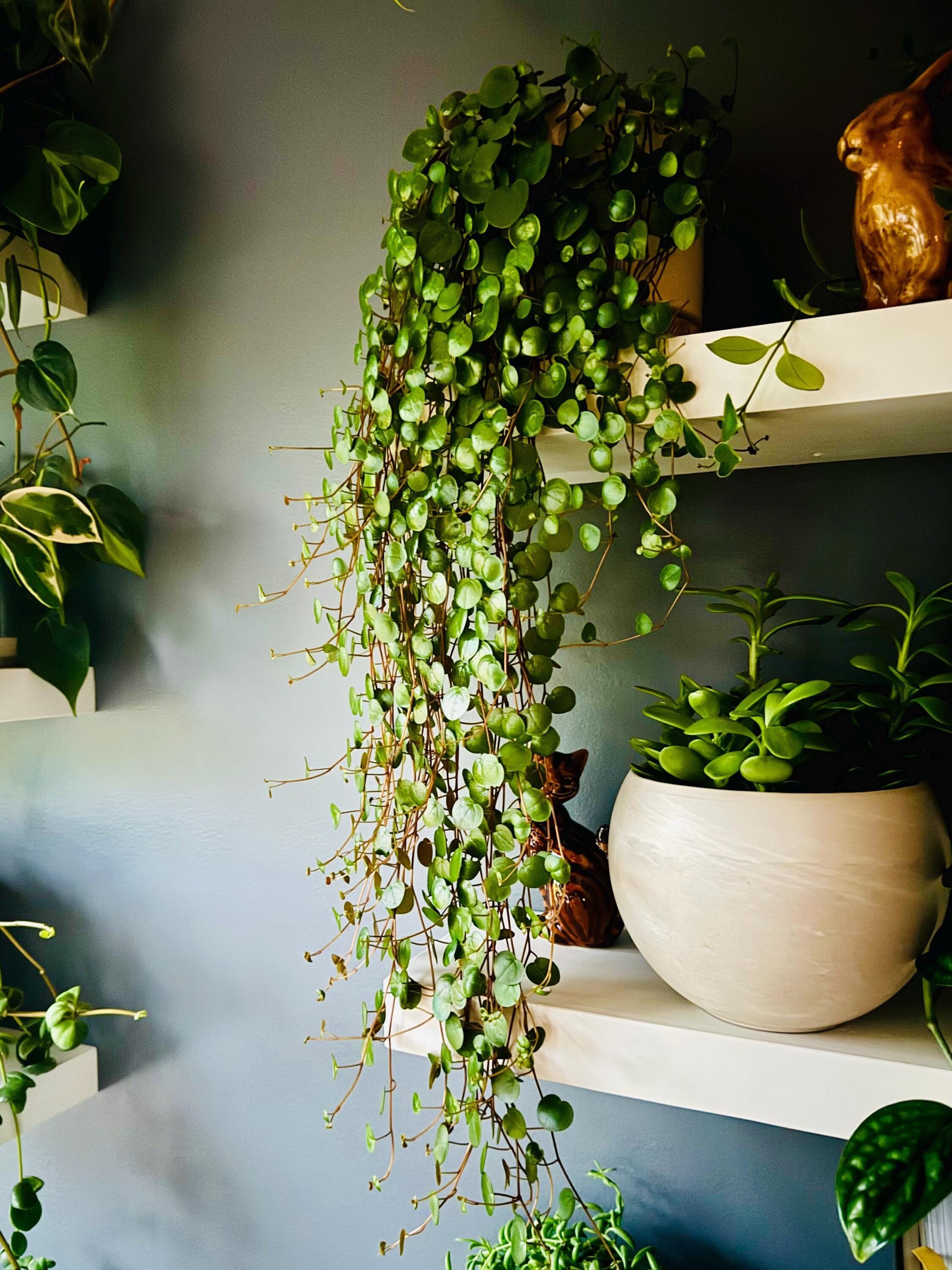 Peperomia Ruby Cascade: Live Hanging Succulent in 6" Pot - Etsy