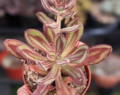 Echeveria nodulosa, echeveria painted beauty, dark echeveria, flowering echeveria, Rare succulents