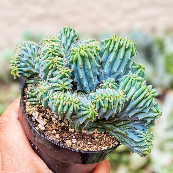 Blue Candle Crested Cactus, 3.5 inch, Myrtillocactus cristata, Live Cactus Plant, Small Cactus, House Plant, Succulent, indoor Plant