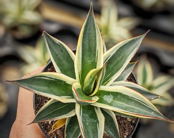 Agave snowglow, Drought-Tolerant Live Plant, Easy to Grow, Succulent, house plant, Rare agave plant