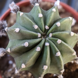 Echinopsis subdenudata,easter lily cactus,dominos cactus, flowering cactus 6"