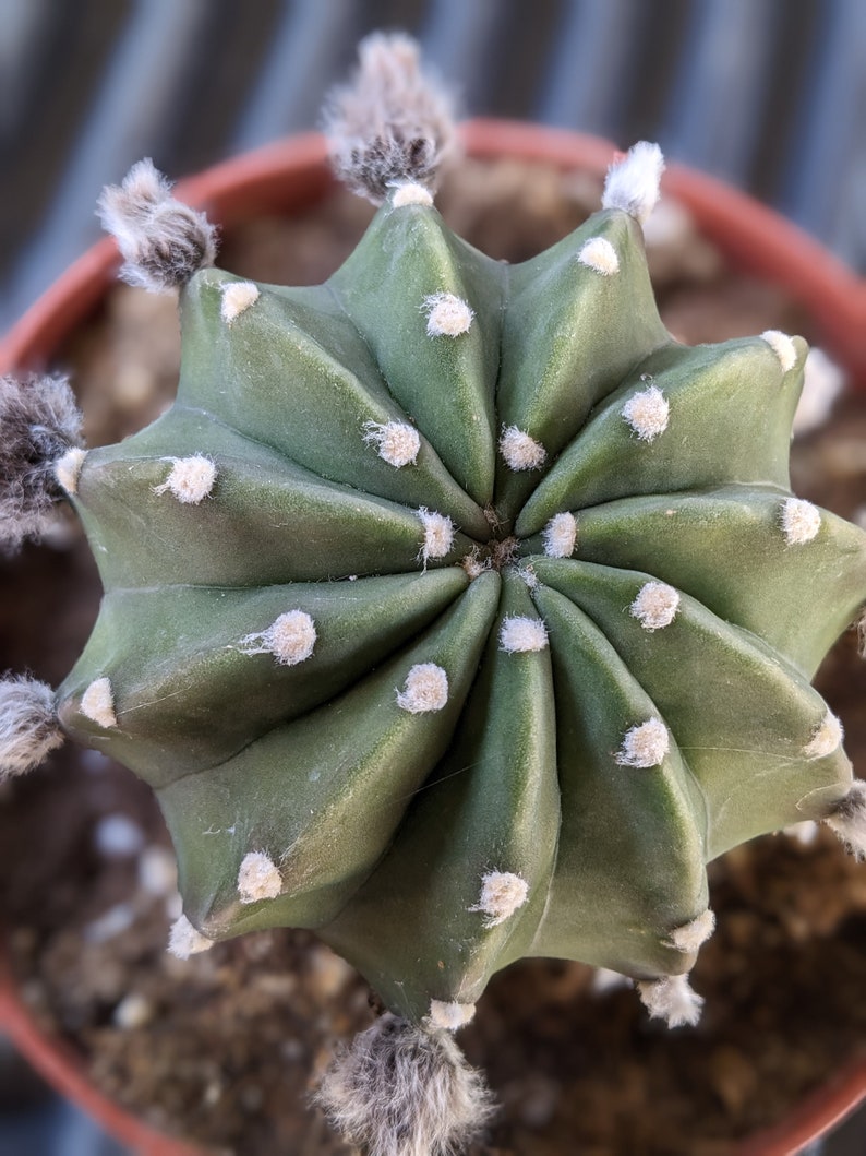 Echinopsis subdenudata,easter lily cactus,dominos cactus, flowering cactus 6"