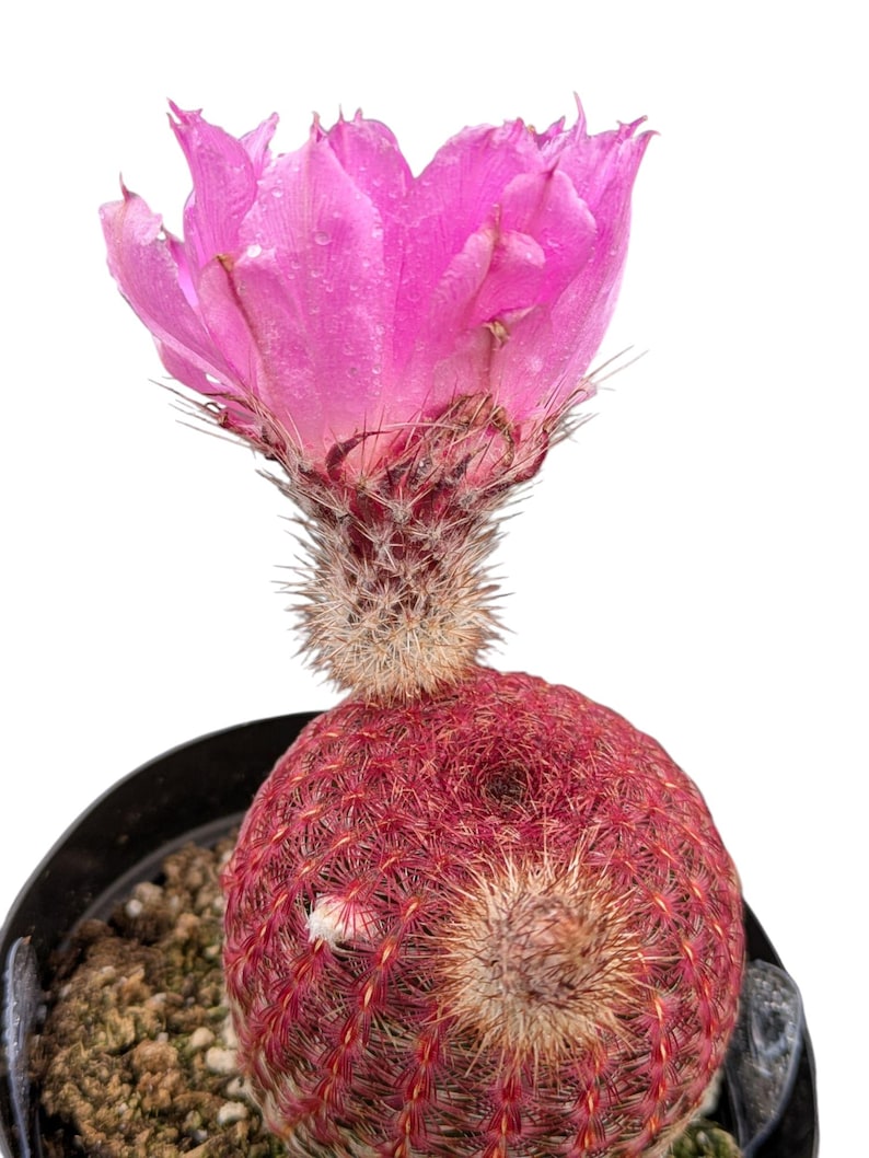 Rainbow Hedgehog Cactus: Echinocereus Rigidissimus Live Plant - Thumbnail 2