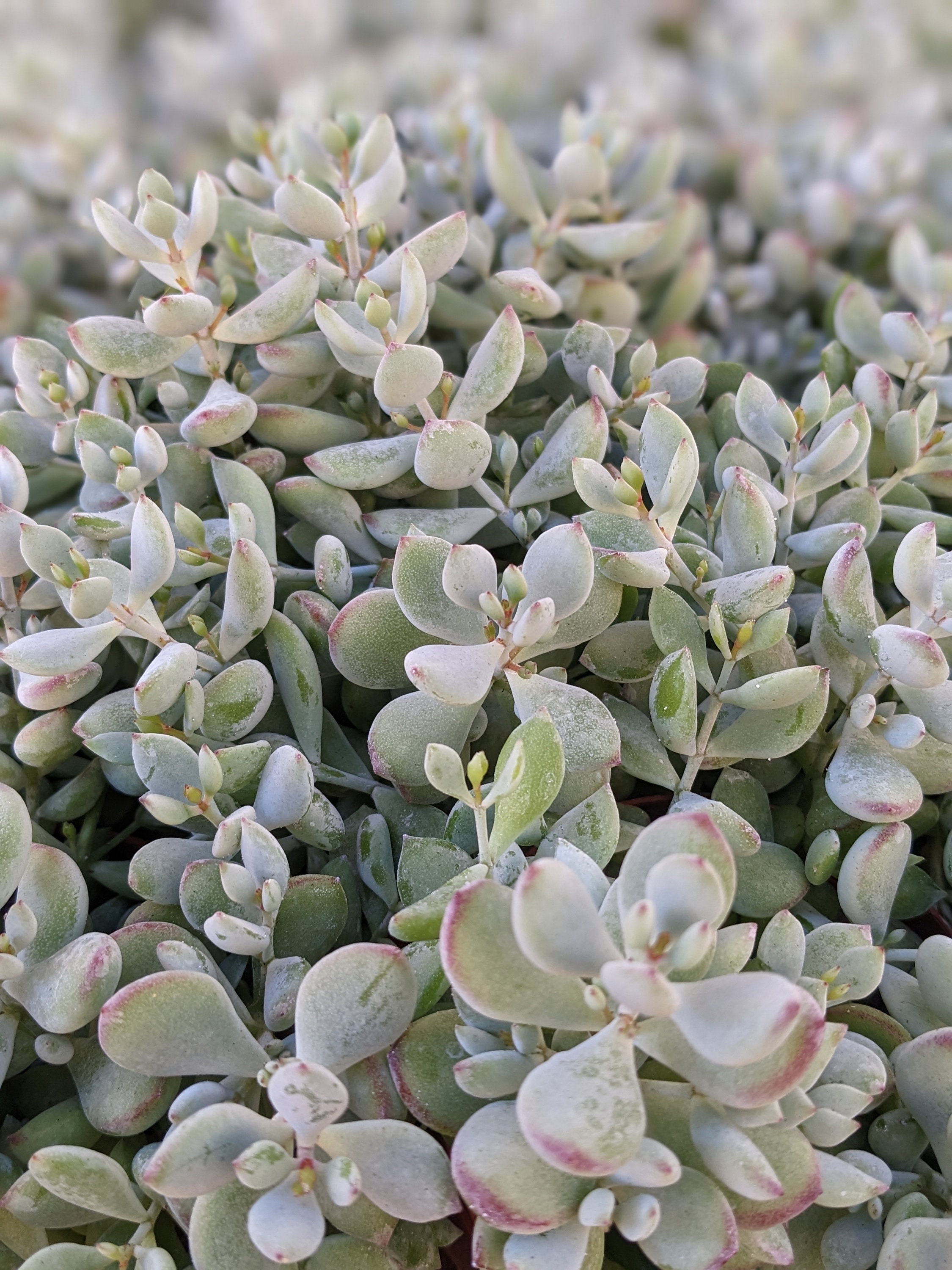 4" Cotyledon Pendens, Cliff Cotyledon, Live Hanging Plant, House Plant ...