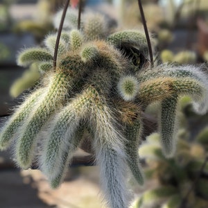 May include: A hanging planter filled with a fluffy, white, and green cactus with long, thin stems.