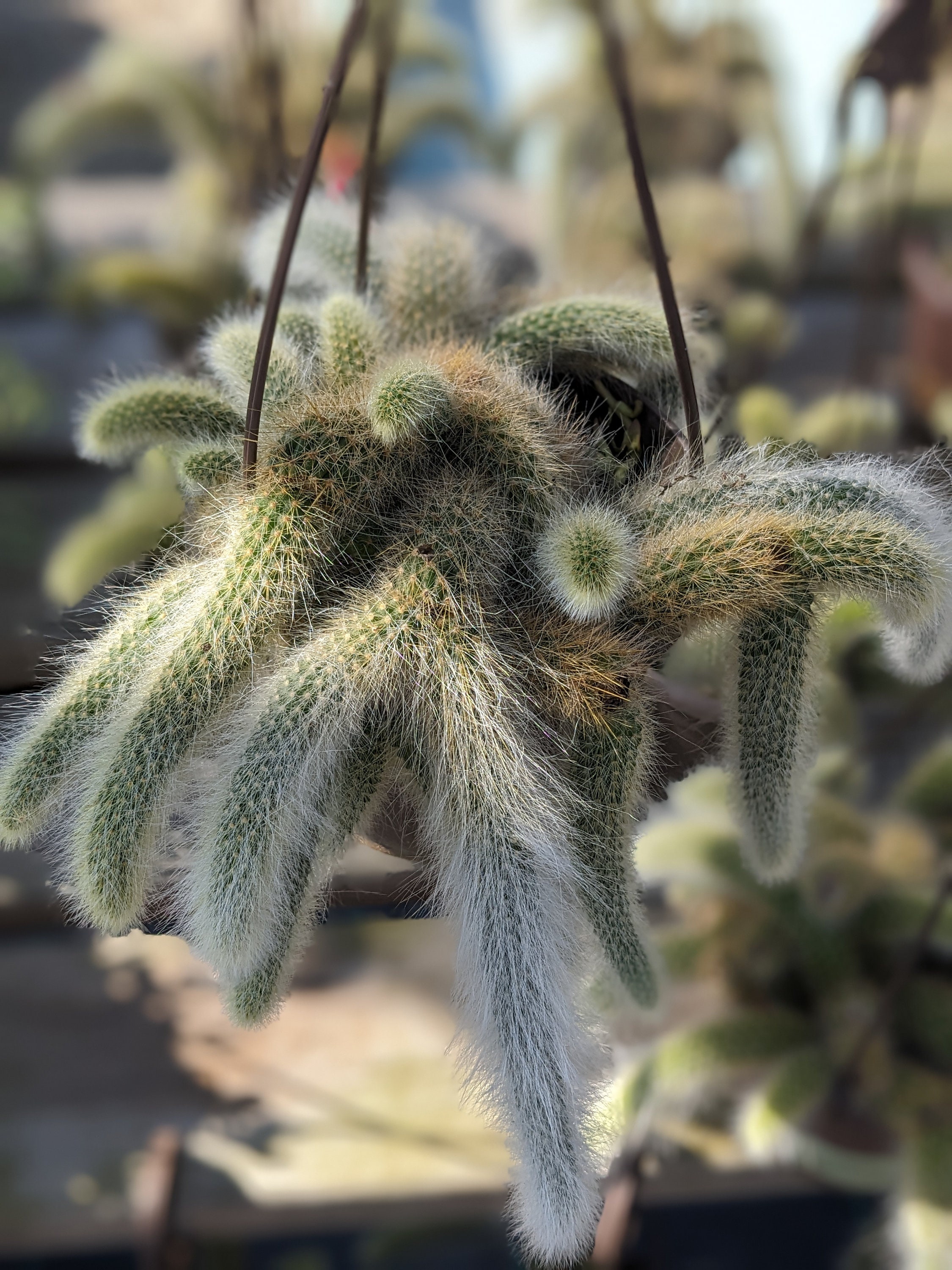 cactus potgrond Artificial 34in Angel Wing Cactus Plant main image 1