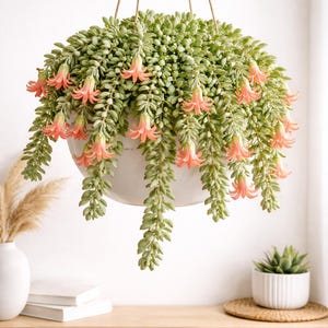 Cotyledon Pendens 6" basket Cliff Hanger Succulent