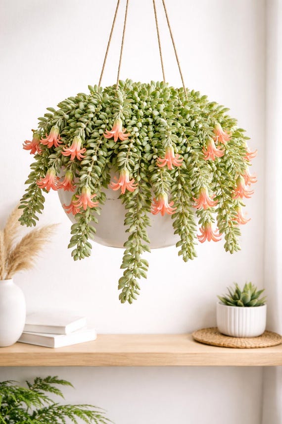 Cotyledon Pendens 6" Basket Cliff Hanger Succulent - Etsy