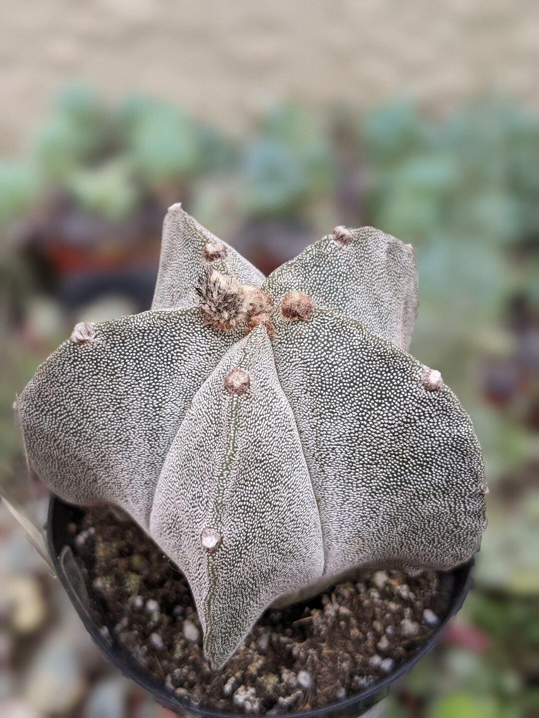 26 亀甲碧瑠璃鸞鳳玉　自根鉢付　Astrophytum myriostigma 26 亀甲碧瑠璃鸞鳳玉 自根鉢付 Astrophytum myriostigma