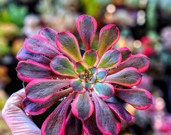 New Aeonium hybrid, pink succulent, rare succulent,colorful succulent,aeonium collection, aeonium plant