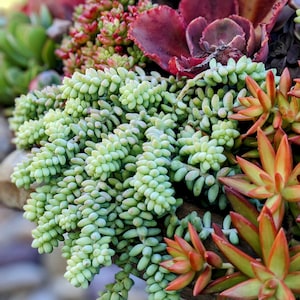 SEDUM MORGANIANUM 'BURRITO',burros tail, donkey tail succulent, live plant, hanging plant, house plant, indoor plant, succulent image 1