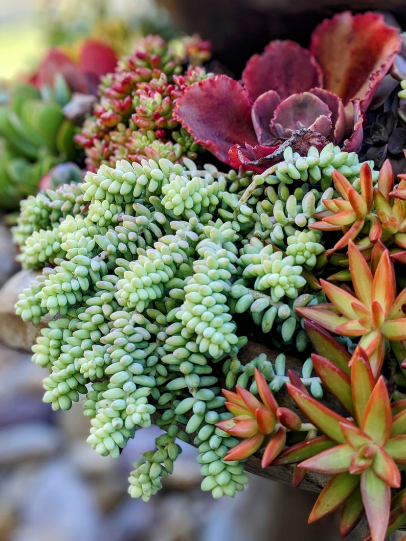 SEDUM MORGANIANUM 'BURRITO',burros tail, donkey tail succulent, live plant, hanging plant, house plant, indoor plant, succulent image 1