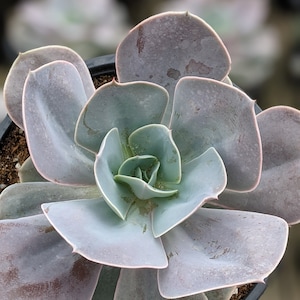 Big Echeveria Cream Puff,1 G, purple succulent, live succulent plant, house plants