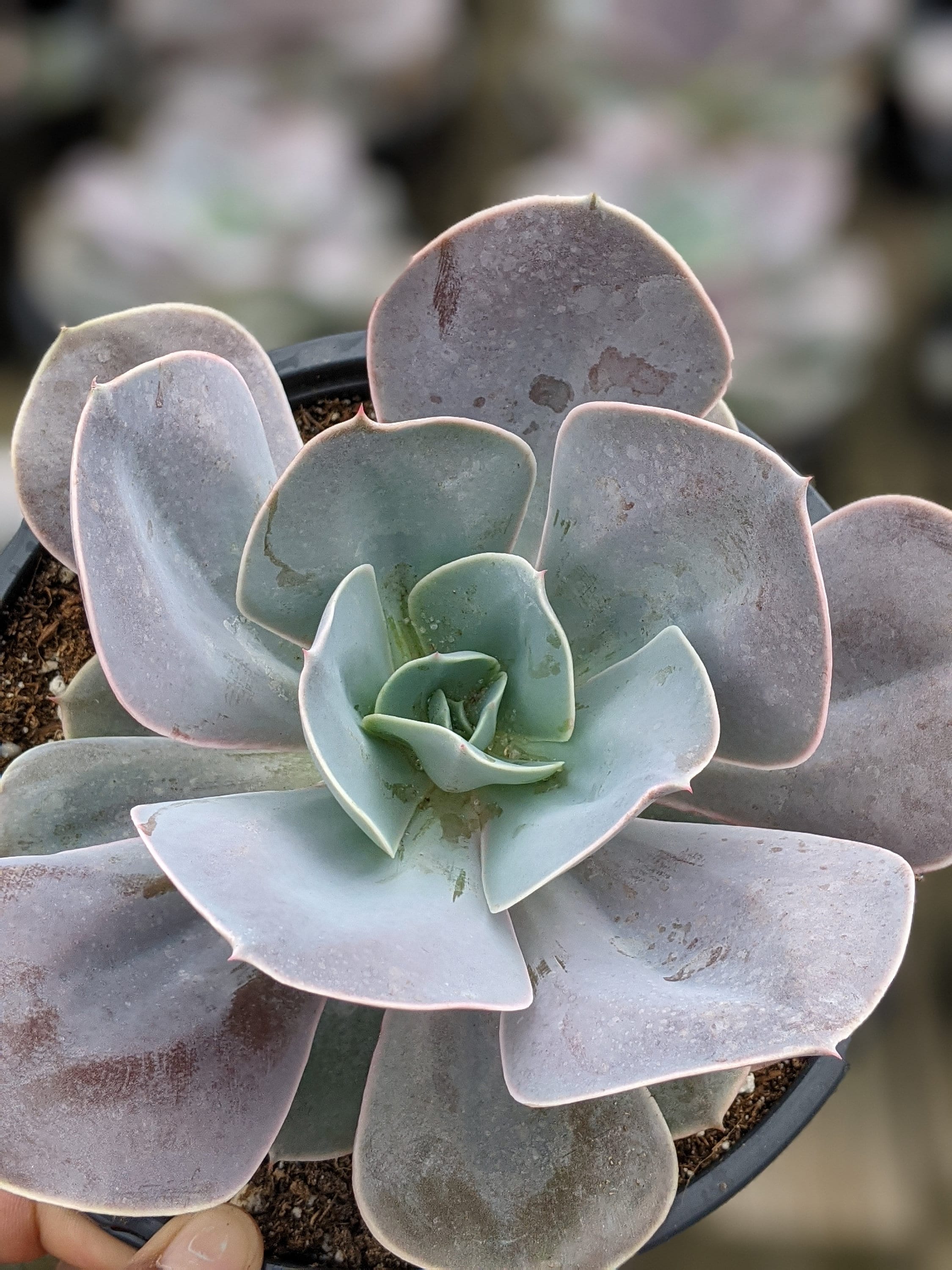 Big Echeveria Cream Puff,1 G, Purple Succulent, Live Succulent Plant, House  Plants - Etsy Israel