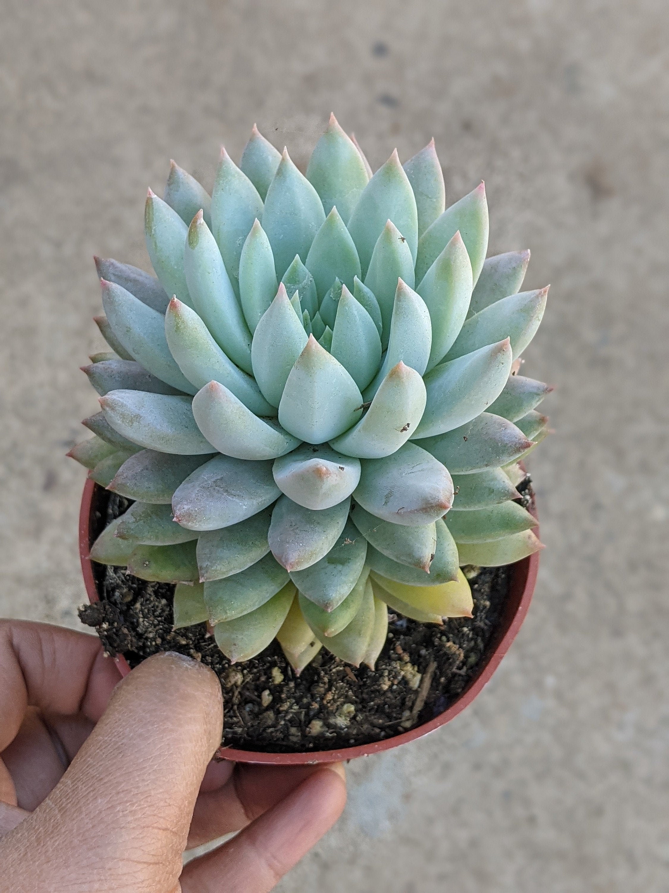 4 Sedeveria lilac mist Succulent drought tolerant Etsy