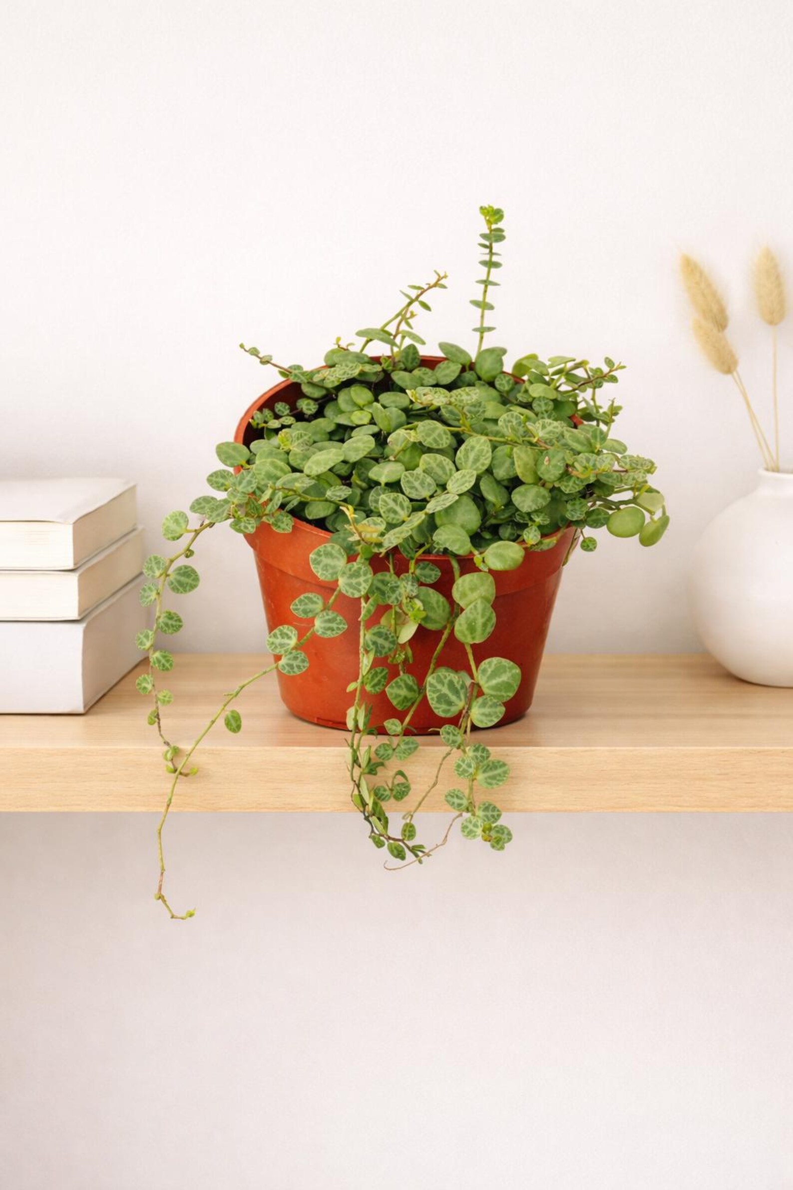 String of Turtles, 4” hanging plant, house plants !!SALE!!