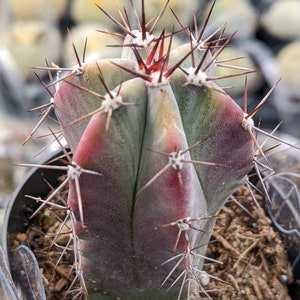 Stenocereus griseus cactus, 3.5" potted Mexican organ pipe, 1 head, cactus, pitayo de mayo cactus,Live Cactus Plant,House Plant