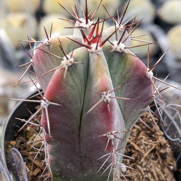 Stenocereus griseus cactus, 3.5" potted Mexican organ pipe, 1 head, cactus, pitayo de mayo cactus,Live Cactus Plant,House Plant