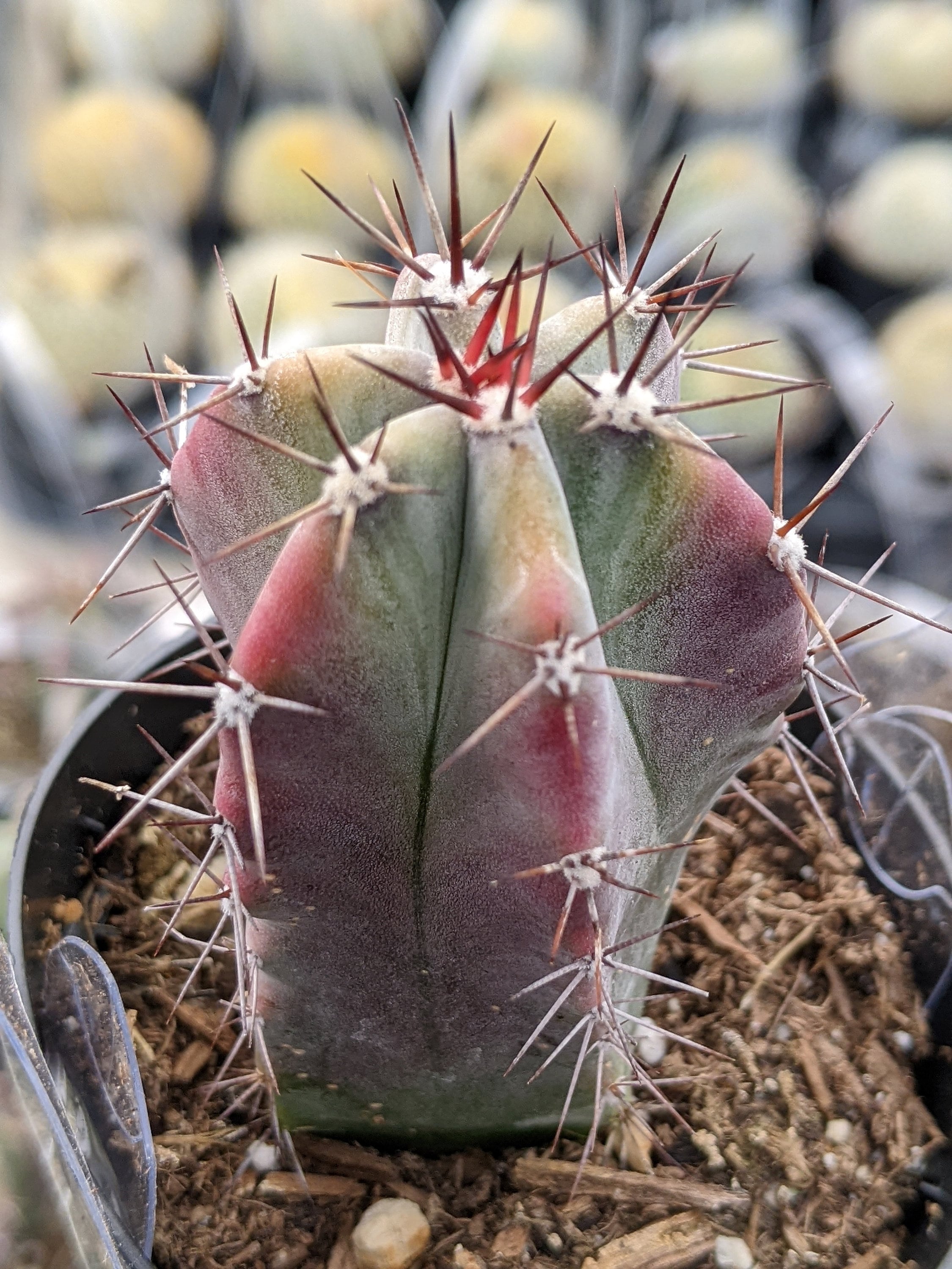 Mexican Pitaya Plant - Etsy