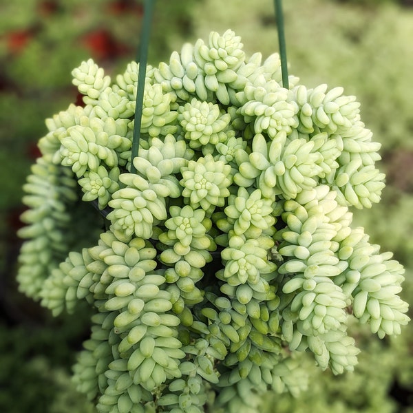 Donkey Tails, Burro's Tail, Sedum Burrito, Live Succulent Plant, Hanging Plant, House Plant, hanging Succulent, Indoor Plant