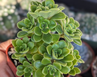 Aeonium Lindleyi Suncup Irish Bouquet Aeonium, Rare Rosette Succulent