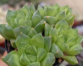 Clustered Haworthia cuspidata, succulents,lowlight plant, easy succulent