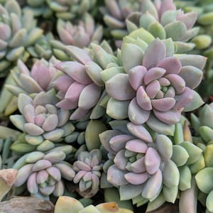 Sedeveria lilac mist, colorful succulent, Spring gift, diy arrangement, garden,diy garden,succulent gift, live plant,houseplant
