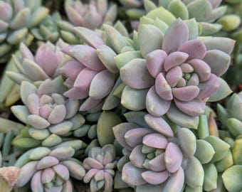 Sedeveria Lilac Mist Succulent, Colorful Live Plant, DIY Garden - Etsy
