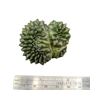 Crested Gymnocalycium Inermis, thornless cactus, Spineless cactus, Live Cactus plant, live cactus, gymnocalycium plant