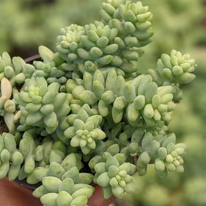 SEDUM MORGANIANUM 'BURRITO',burros tail, donkey tail succulent, live plant, hanging plant, house plant, indoor plant, succulent image 2