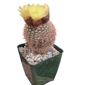 Silver Ball Cactus,Notocactus Schlosseri,Live Cactus Plant,Succulent,Indoor Plant,House Plant