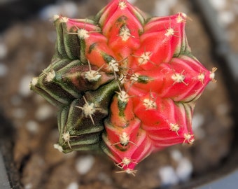 Rare Cactus-GYMNOCALYCIUM MIHANOVICHII VARIEGATA, variegated gymnos,colorful rare cactus, live plant,live cactus, holiday gift