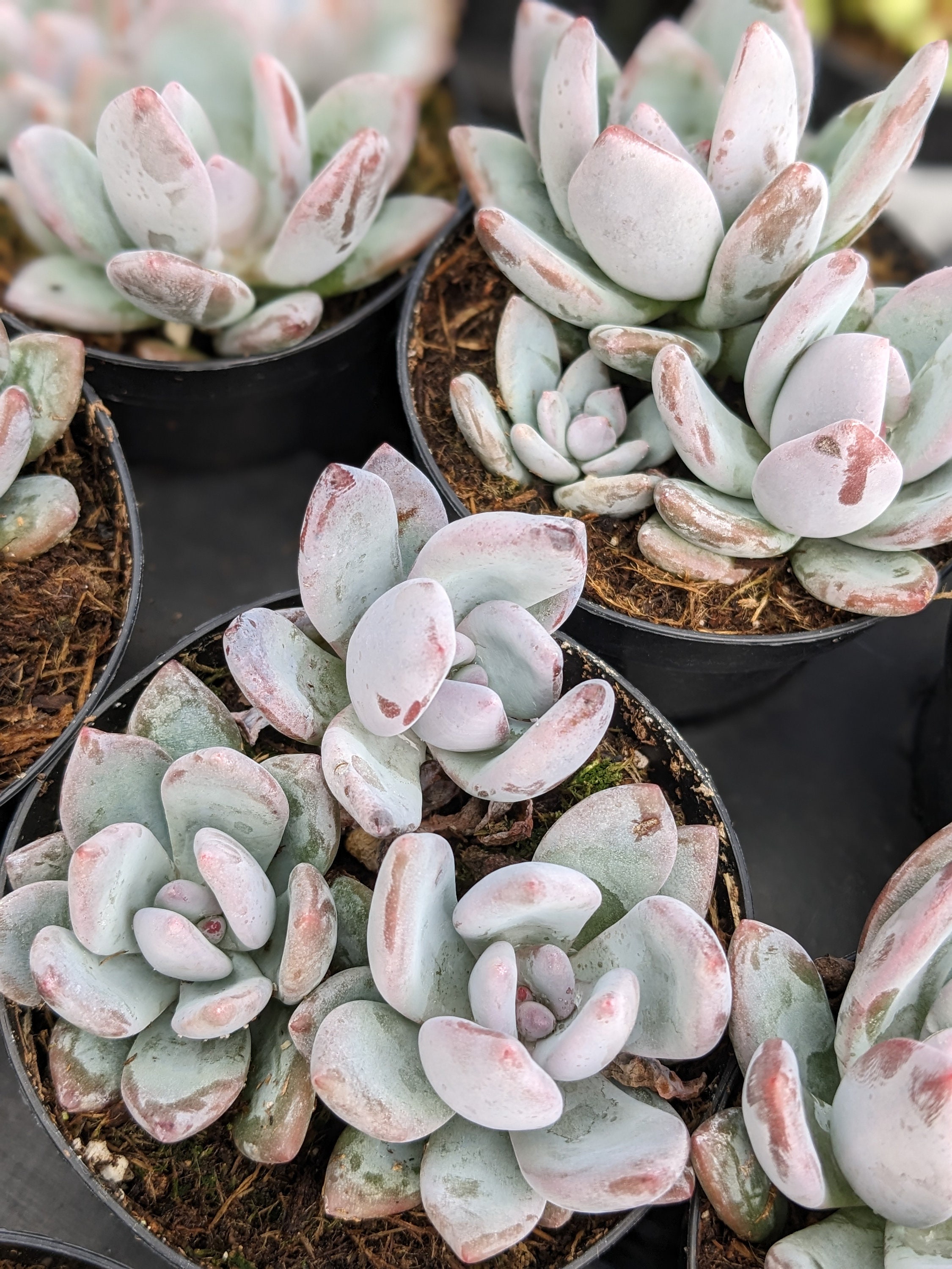 Pachyveria Powder Puff Succulent - Etsy