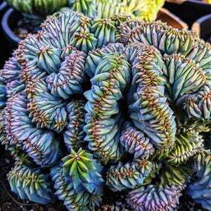 Blue Candle Crested Cactus, Myrtillocactus cristata, Live Cactus Plant, Small Cactus, House Plant, Succulent, indoor Plant